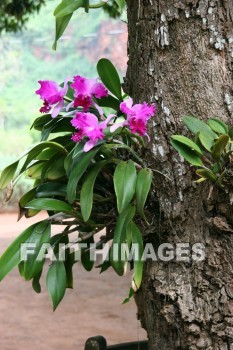 orchid, flower, plant, color, colorful, allerton garden, kuai national botanical garden, kuai, hawaii, orchids, flowers, plants, colors