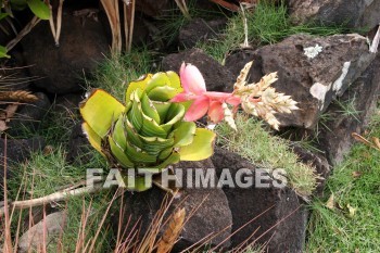 plant, exotic, exotic plant, allerton garden, kuai national botanical garden, kuai, hawaii, plants