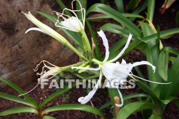 spider lily, liliaceae, white flowers, white, flower, color, colorful, plant, allerton garden, kuai national botanical garden, kuai, hawaii, whites, flowers, colors, plants