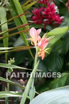 flower, orange, pink, red, allerton garden, kuai national botanical garden, kuai, hawaii, flowers, oranges, pinks