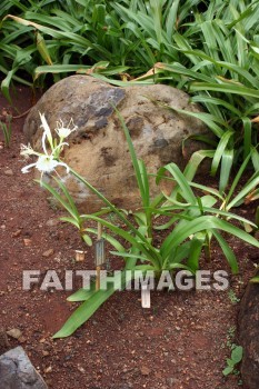 spider lily, liliaceae, white flowers, white, flower, color, colorful, plant, allerton garden, kuai national botanical garden, kuai, hawaii, whites, flowers, colors, plants