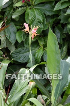 pink flower, pink, flower, color, colorful, plant, allerton garden, kuai national botanical garden, kuai, hawaii, pinks, flowers, colors, plants