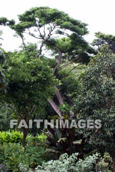 exotic trees, exotic, tree, allerton garden, kuai national botanical garden, kuai, hawaii, trees