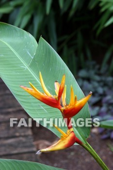 heliconia, orange flowers, allerton garden, kuai national botanical garden, kuai, hawaii