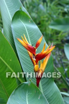 heliconia, orange flowers, allerton garden, kuai national botanical garden, kuai, hawaii