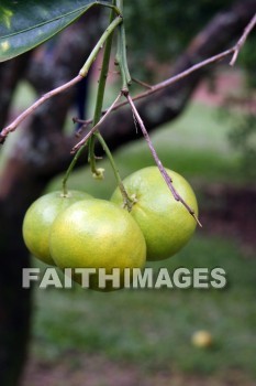 pannello, fruit, fruit tree, allerton garden, kuai national botanical garden, kuai, hawaii, fruits