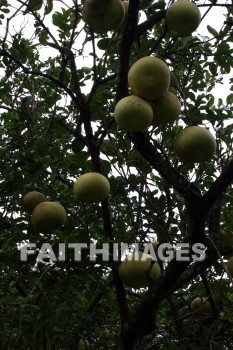 chibong, fruit, fruit tree, allerton garden, kuai national botanical garden, kuai, hawaii, fruits