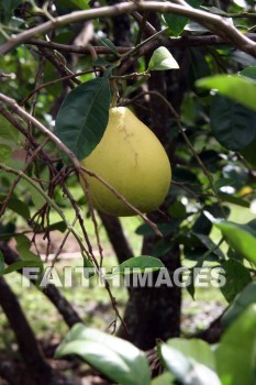 chibong, fruit, fruit tree, allerton garden, kuai national botanical garden, kuai, hawaii, fruits