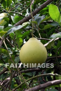 chibong, fruit, fruit tree, allerton garden, kuai national botanical garden, kuai, hawaii, fruits