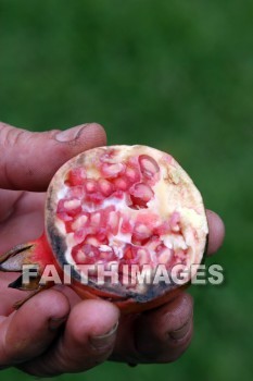 Pomegranate, tree, fruit, food, allerton garden, kuai national botanical garden, kuai, hawaii, pomegranates, trees, fruits, foods