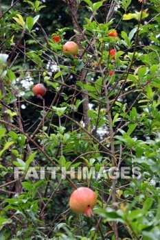 Pomegranate, tree, fruit, food, allerton garden, kuai national botanical garden, kuai, hawaii, pomegranates, trees, fruits, foods