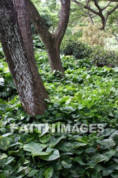 forest, exotic forest, tree, plant, allerton garden, kuai national botanical garden, kuai, hawaii, forests, trees, plants