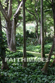 forest, exotic forest, tree, plant, allerton garden, kuai national botanical garden, kuai, hawaii, forests, trees, plants