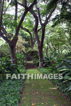 forest, exotic forest, tree, plant, allerton garden, kuai national botanical garden, kuai, hawaii, forests, trees, plants