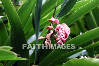 pink, flower, pink flowers, plant, color, colorful, allerton garden, kuai national botanical garden, kuai, hawaii, pinks, flowers, plants, colors