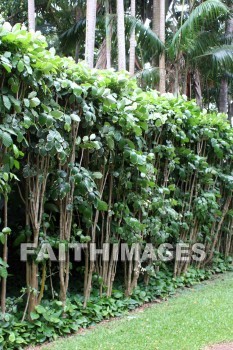 exotic plants, plant, exotic, allerton garden, kuai national botanical garden, kuai, hawaii, plants