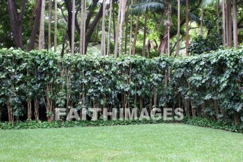 exotic plants, plant, exotic, allerton garden, kuai national botanical garden, kuai, hawaii, plants