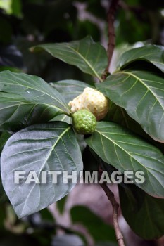 noni fruit, fruit tree, noni, fruit, food, allerton garden, kuai national botanical garden, kuai, hawaii, fruits, foods