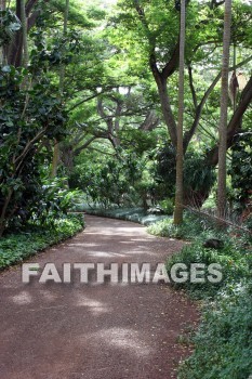 exotic forest, forest, exotic, tree, path, allerton garden, kuai national botanical garden, kuai, hawaii, forests, trees, paths