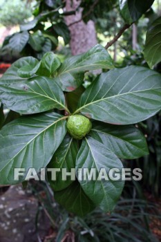 noni fruit, fruit tree, noni, fruit, food, allerton garden, kuai national botanical garden, kuai, hawaii, fruits, foods