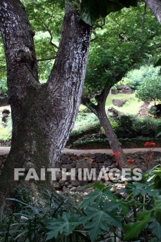 exotic forest, forest, exotic, tree, path, allerton garden, kuai national botanical garden, kuai, hawaii, forests, trees, paths