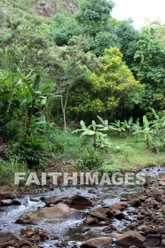 exotic forest and stream, forest, exotic forest, tree, stream, water, allerton garden, kuai national botanical garden, kuai, hawaii, forests, trees, streams, waters