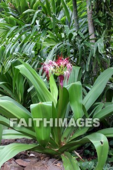 sumatran giant lily, Sumatran, Lily, flower, red, red flowers, allerton garden, kuai national botanical garden, kuai, hawaii, Lilies, flowers