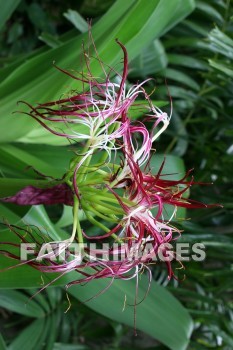 sumatran giant lily, Sumatran, Lily, flower, red, red flowers, allerton garden, kuai national botanical garden, kuai, hawaii, Lilies, flowers