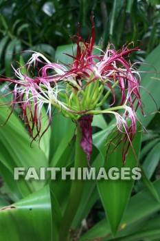 sumatran giant lily, Sumatran, Lily, flower, red, red flowers, allerton garden, kuai national botanical garden, kuai, hawaii, Lilies, flowers