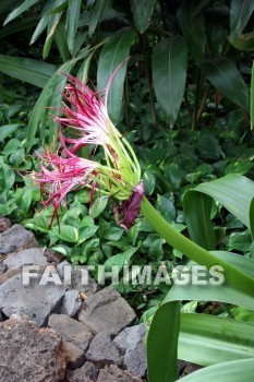 sumatran giant lily, Sumatran, Lily, flower, red, red flowers, allerton garden, kuai national botanical garden, kuai, hawaii, Lilies, flowers