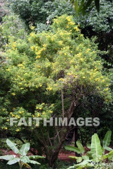 yellow flowers, flower, yellow, color, colorful, plant, allerton garden, kuai national botanical garden, kuai, hawaii, flowers, yellows, colors, plants