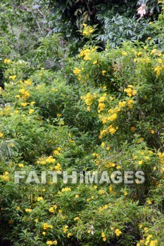 yellow flowers, flower, yellow, color, colorful, plant, allerton garden, kuai national botanical garden, kuai, hawaii, flowers, yellows, colors, plants