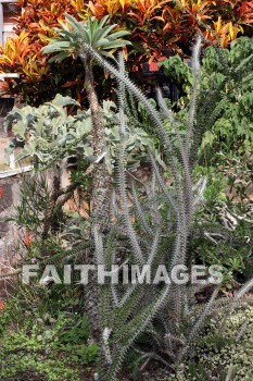 exotic plant, plant, exotic, allerton garden, kuai national botanical garden, kuai, hawaii, plants