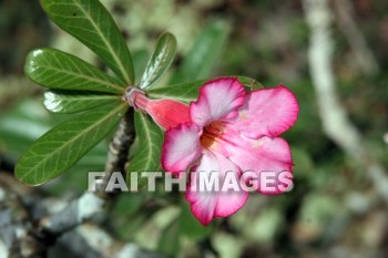 pink hibiscus, hibiscus, pink flowers, flower, color, colorful, plant, allerton garden, kuai national botanical garden, kuai, hawaii, flowers, colors, plants
