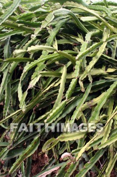 dragon fruit foliage, fruit, dragon fruit, allerton garden, kuai national botanical garden, kuai, hawaii, fruits