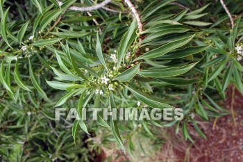 naio, white flowers, flower, white, color, colorful, plant, allerton garden, kuai national botanical garden, kuai, hawaii, flowers, whites, colors, plants