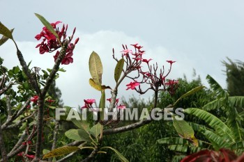 red flowers, red, flower, allerton garden, kuai national botanical garden, kuai, hawaii, flowers