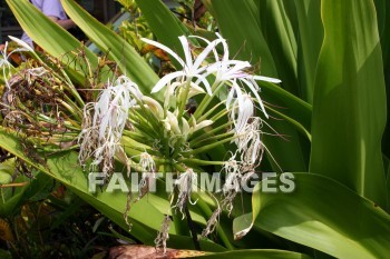 spider lily, Lily, white, white flowers, allerton garden, kuai national botanical garden, kuai, hawaii, Lilies, whites