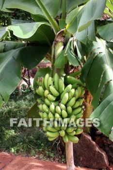 banana, banana tree, plant, fruit, allerton garden, kuai national botanical garden, kuai, hawaii, bananas, plants, fruits