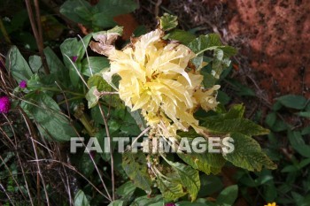 yellow flowers, yellow, flower, allerton garden, kuai national botanical garden, kuai, hawaii, yellows, flowers