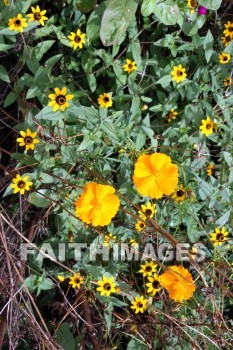 yellow flowers, yellow, flower, allerton garden, kuai national botanical garden, kuai, hawaii, yellows, flowers