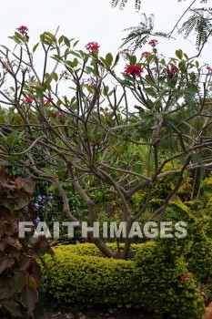 purple flowers, purple, flower, allerton garden, kuai national botanical garden, kuai, hawaii, purples, flowers