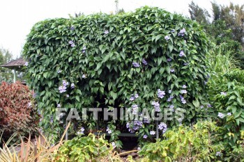 bougainvillea, white flowers, white, flower, color, colorful, plant, allerton garden, kuai national botanical garden, kuai, hawaii, whites, flowers, colors, plants