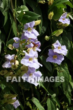 bougainvillea, white flowers, white, flower, color, colorful, plant, allerton garden, kuai national botanical garden, kuai, hawaii, whites, flowers, colors, plants