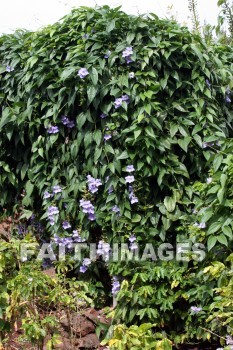 bougainvillea, white flowers, white, flower, color, colorful, plant, allerton garden, kuai national botanical garden, kuai, hawaii, whites, flowers, colors, plants