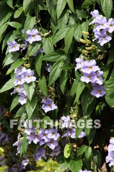 bougainvillea, white flowers, white, flower, color, colorful, plant, allerton garden, kuai national botanical garden, kuai, hawaii, whites, flowers, colors, plants