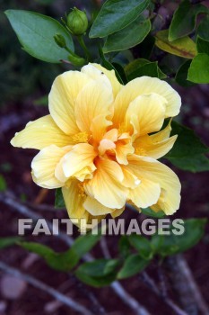 yellow flowers, yellow, flower, color, colorful, plant, allerton garden, kuai national botanical garden, kuai, hawaii, yellows, flowers, colors, plants