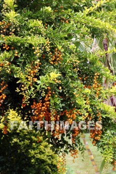 orange flowers, orange, flower, color, colorful, plant, allerton garden, kuai national botanical garden, kuai, hawaii, oranges, flowers, colors, plants