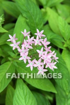 pink flowers, pink, flower, color, colorful, plant, allerton garden, kuai national botanical garden, kuai, hawaii, pinks, flowers, colors, plants