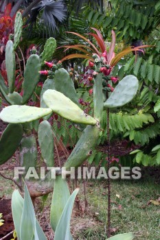 cactus, red flowers, flower, red, color, colorful, plant, allerton garden, kuai national botanical garden, kuai, hawaii, cacti, cactuses, flowers, colors, plants